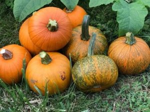 Pumpkin harvest