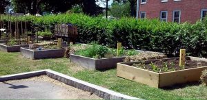 Raised beds, 2018 Garden