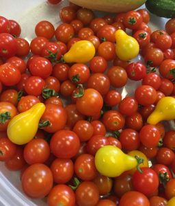Yellow pear and red cherry tomatoes harvest